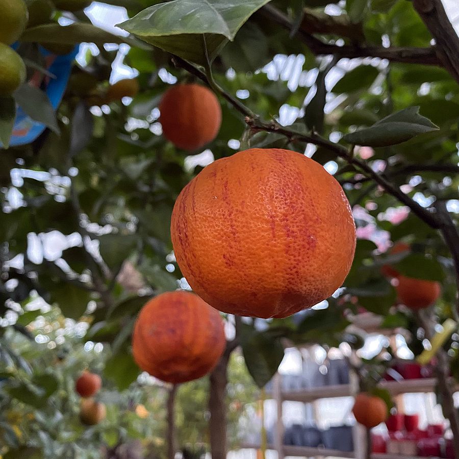 Szivárvány narancs Citrus sinensis 'Arcobaleno'